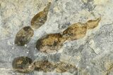 Plate of Dinosaur (Grallator) Tracks - Positive & Negative #366862-1